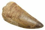 Fossil Prognathodontid Mosasaur Tooth - Morocco #364071-1